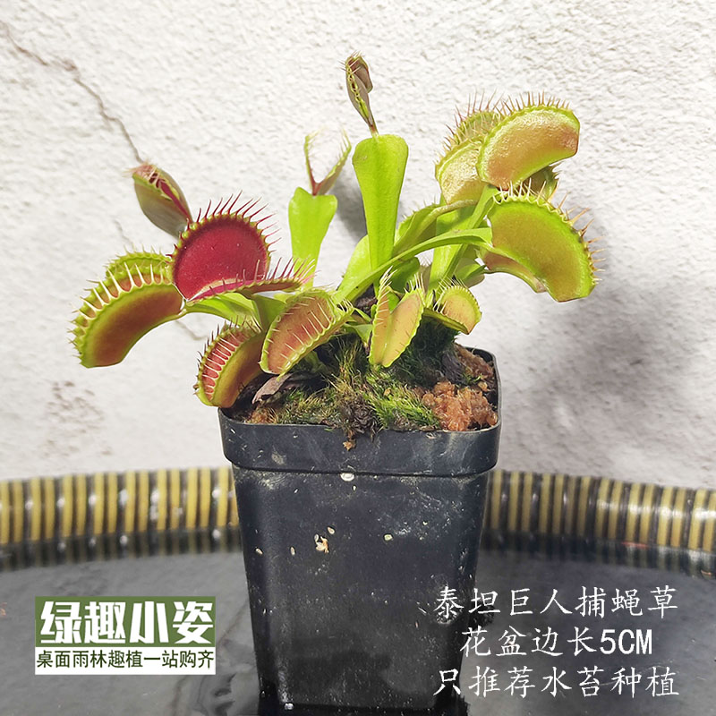 食肉捕虫植物盆栽 瓶子草猪笼草捕蝇草 茅膏菜食虫草雨林缸微景观