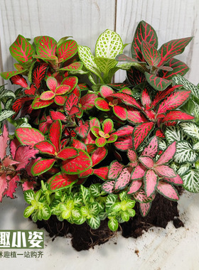 网纹草苔藓微景观 生态瓶DIY造景水陆雨林缸前创意彩叶迷你小植物