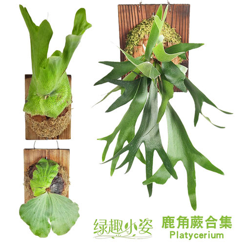 各种鹿角蕨盆栽壁挂室内悬挂绿植