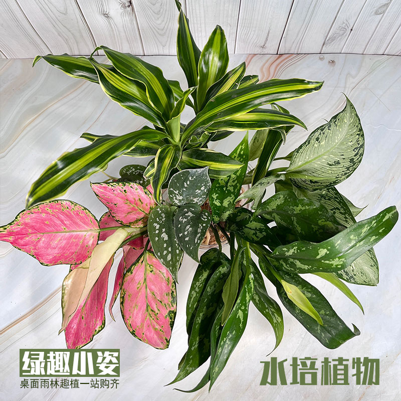 多款水培裸根室内桌面好养植物图片