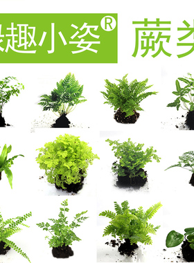 苔藓微景观生态瓶DIY耐阴湿蕨类小苗水陆雨林缸造景绿植物前中后