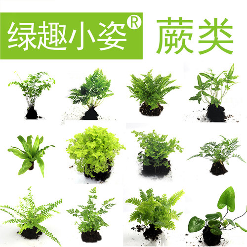 苔藓微景观雨林缸造景蕨类小植物