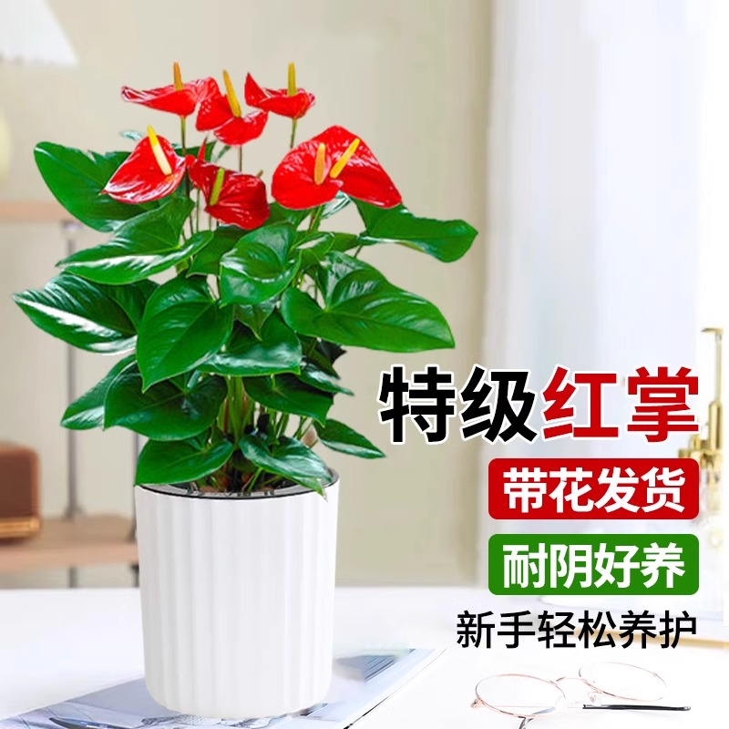 红掌盆栽室内四季开花鸿运当头