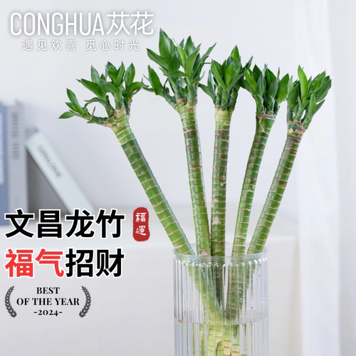 文昌竹龙竹富贵竹水培植物