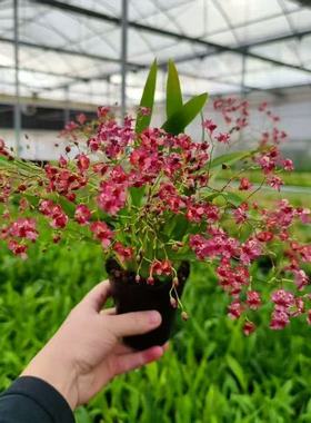 红色文心兰兰花盆栽花卉带花剑年宵花室内外植物香水梦香兰名贵花