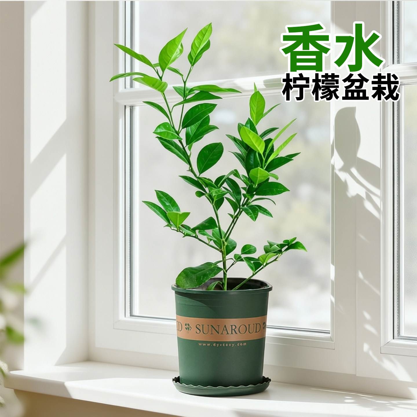 香水柠檬树不带花苞苗植物盆栽室桌面绿植
