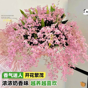 香水梦香兰文心兰开花浓香兰花盆栽带花苞花卉带花剑室内外植物