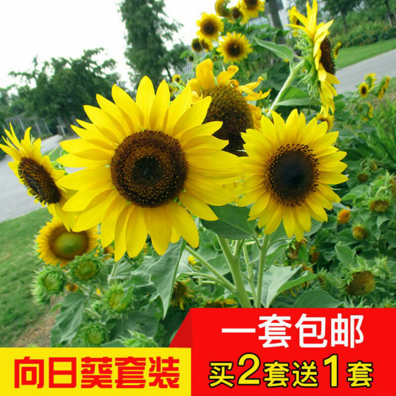 矮向日葵套餐四季易種花草種子薄荷波斯菊室內花卉草莓盆栽百日草