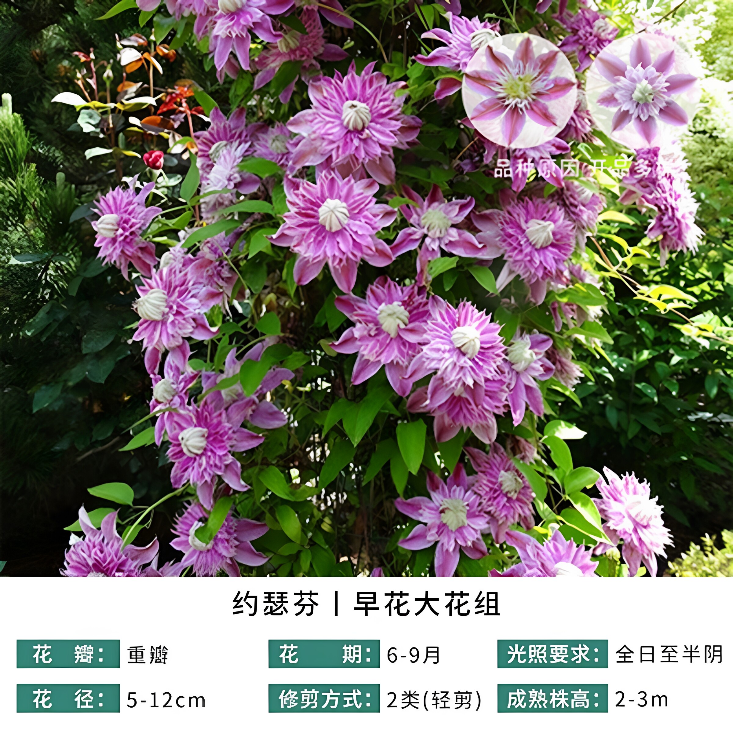 约瑟芬铁线莲爬藤植物花苗庭院阳台绿植花卉浓香大花耐寒多季开花
