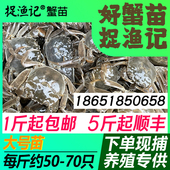 大号淡水大闸蟹苗鲜活螃蟹苗毛河蟹苗江苏长江1号中华绒螯活蟹苗