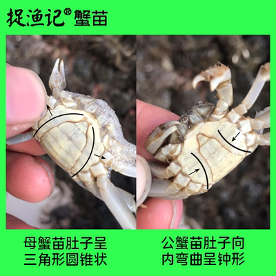 螃蟹幼苗捉渔记全母养殖专用