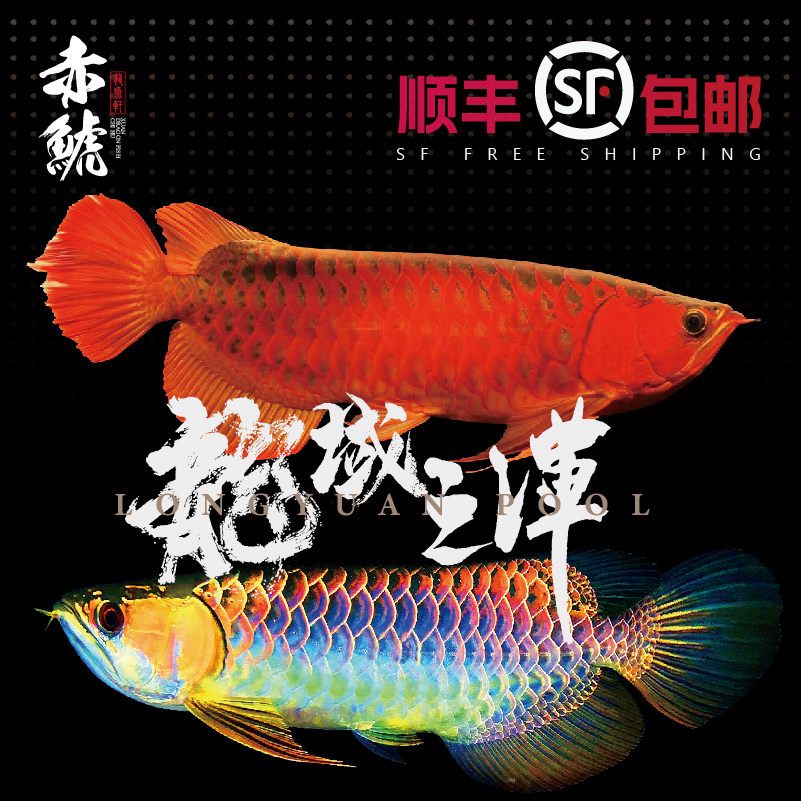 金龙练手鱼热带大型观赏鱼红龙鱼