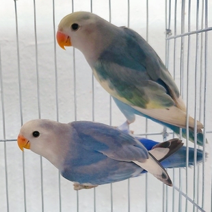 桃脸牡丹鹦鹉活鸟黄桃绿桃合法特色牡丹鹦鹉亲人说话鸟宠物鸟包活