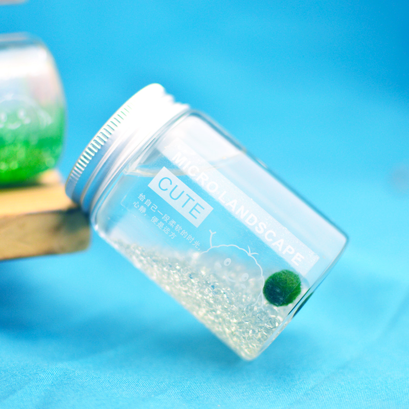 marimo马里莫日本海藻球宝宝微景观生态瓶绿球藻水培植物趣味盆栽