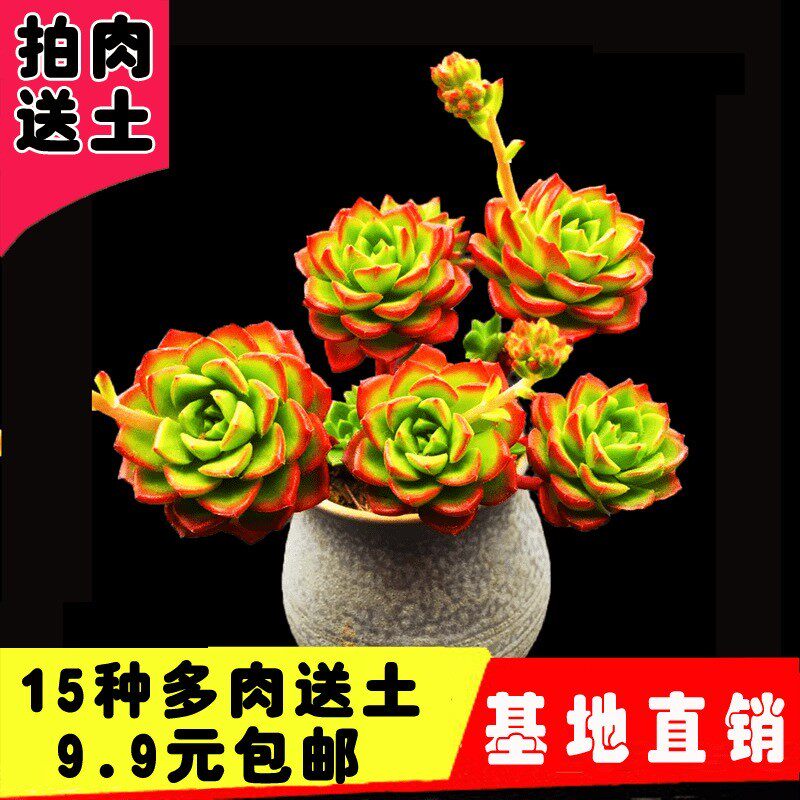 新款多肉植物组合盆栽1元桃蛋玫瑰玉露新手肉肉室内绿植花卉包邮在类目 鲜花速递/花卉仿真/绿植园艺, 花卉/绿植盆栽（新）, 多肉植物中 - 来自Buy2taobao.com提供专业的淘宝代购服务
