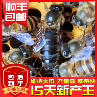 推荐蜂王种王高产蜜蜂蜂群仓王优质新开产中蜂蜂王带封盖子脾中蜂