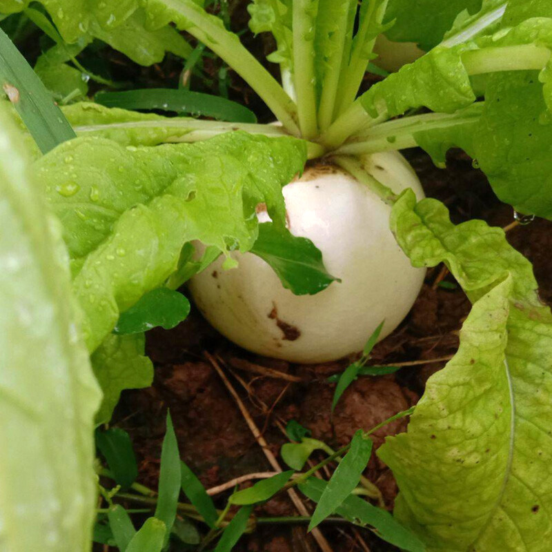 圆白萝卜种子耐抽苔春不老萝卜种籽大罗卜秋冬季农家田园蔬菜孑