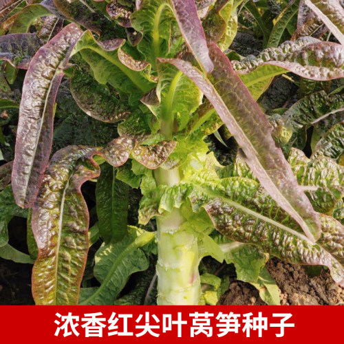 浓香红尖叶莴笋种子抗寒抗病