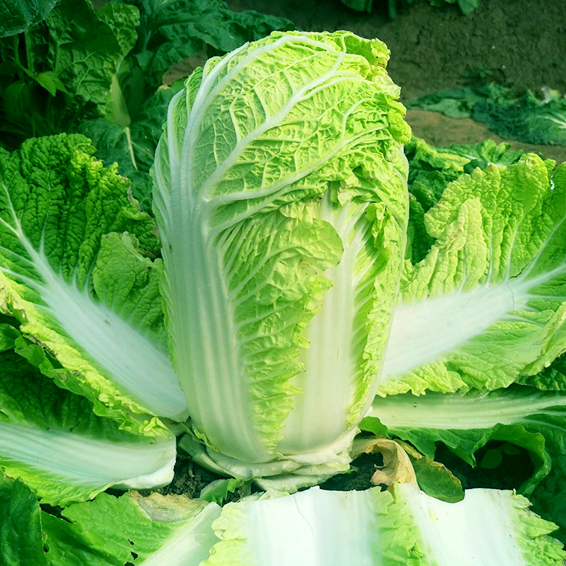 冬储35斤大白菜籽种北方白菜种子
