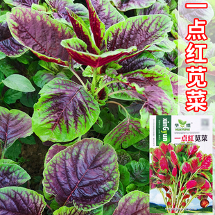 红苋菜种子四季阳台种菜蔬菜一点红青苋菜大全种植粉嫩长寿菜
