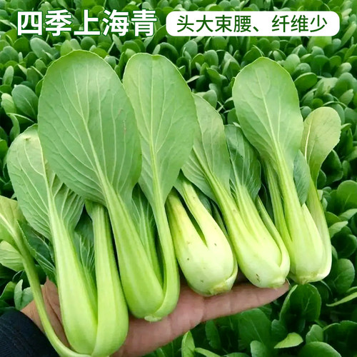 纤维少四季上海青种子头大束腰