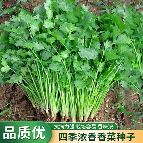 阳台花盆四季浓香香菜种子浓香