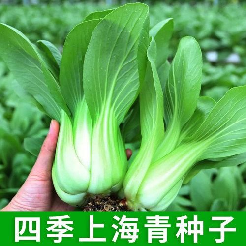 四季上海青种子油菜种籽