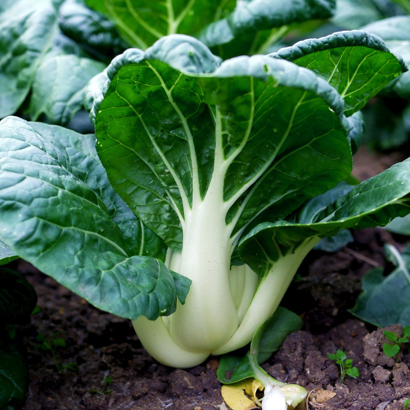 矮脚黑叶奶油白菜种子小白菜种籽