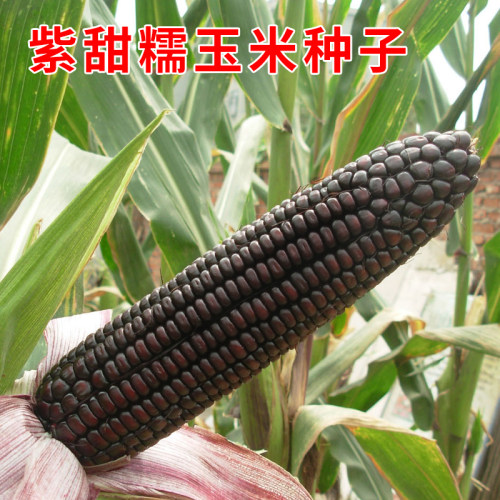国审紫黑糯玉米种子粘苞谷种籽