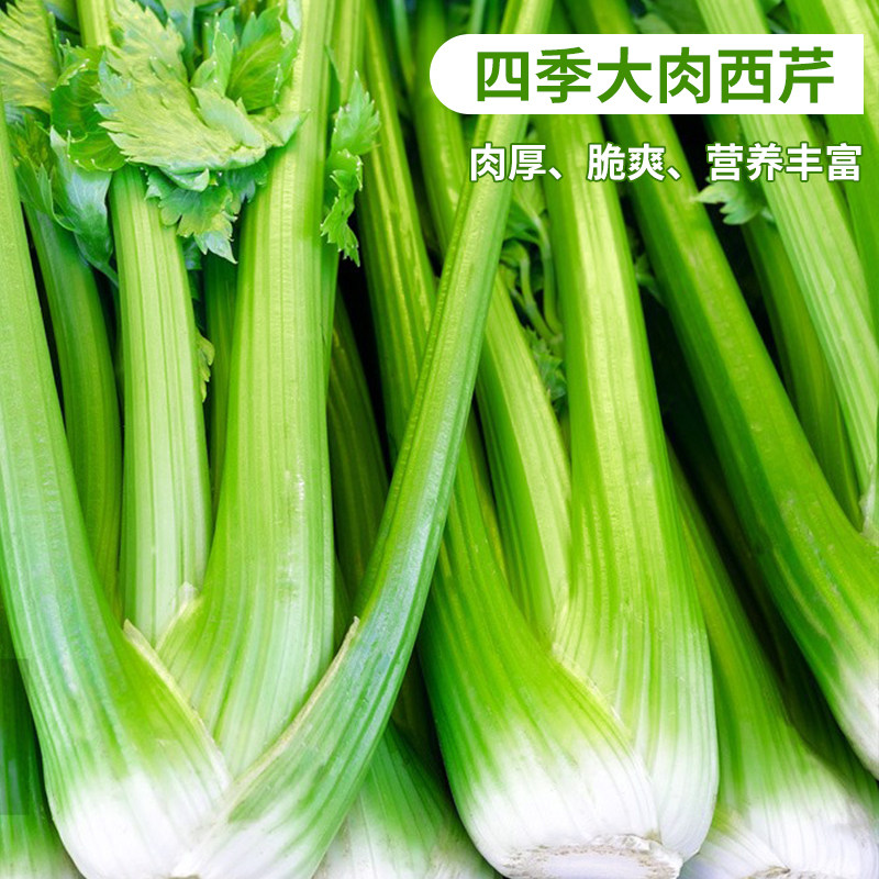 四季大肉西芹种子四季播肉厚脆爽洋芹菜种子高产阳台大棚蔬菜种子