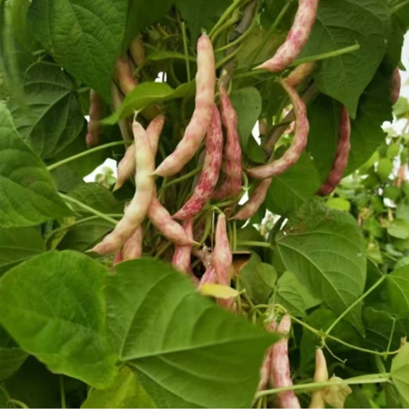 黄金钩豆角种子黄金勾油豆角种籽