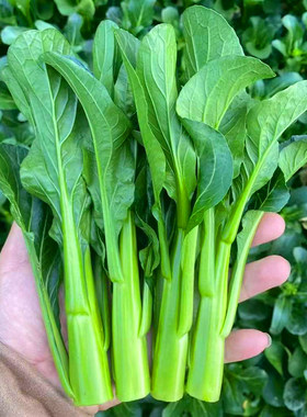 甜菜心种子四季油青速生菜苔种籽