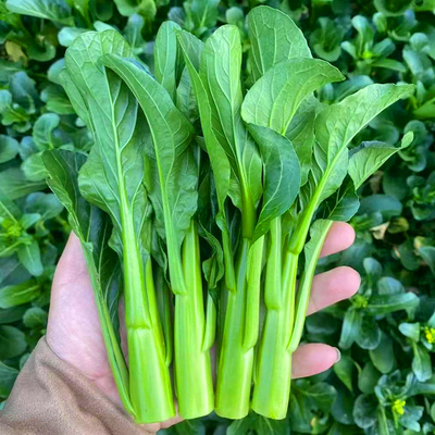 甜菜心种子四季油青速生菜苔种籽