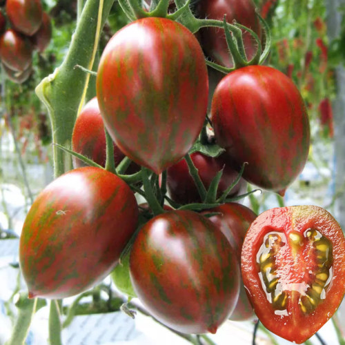 迷彩小番茄种子莓铁皮柿子种籽