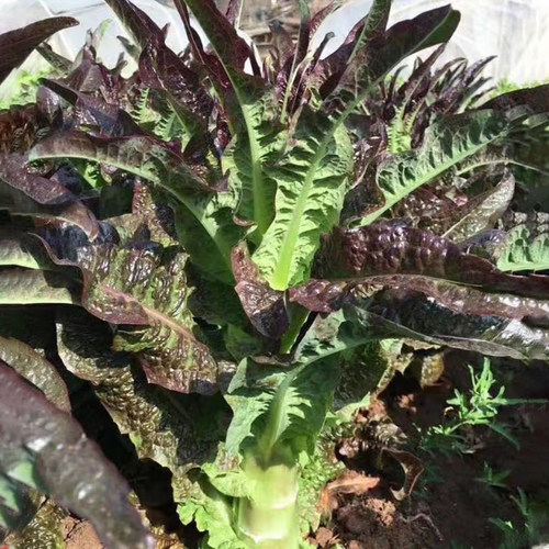 浓香红尖叶莴笋种子耐热耐寒莴苣