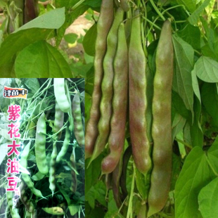 辽宁宽厚早熟紫花大油豆角种子阳台盆栽庭院高产无筋蔬菜芸豆种籽