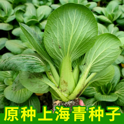 原种上海青种子鸡毛菜青菜小白菜