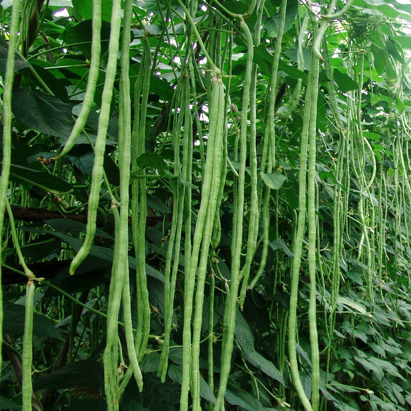 高产特长豆角种籽摘不败小五叶豇豆种子农家阳台蔬菜种孑春秋季播
