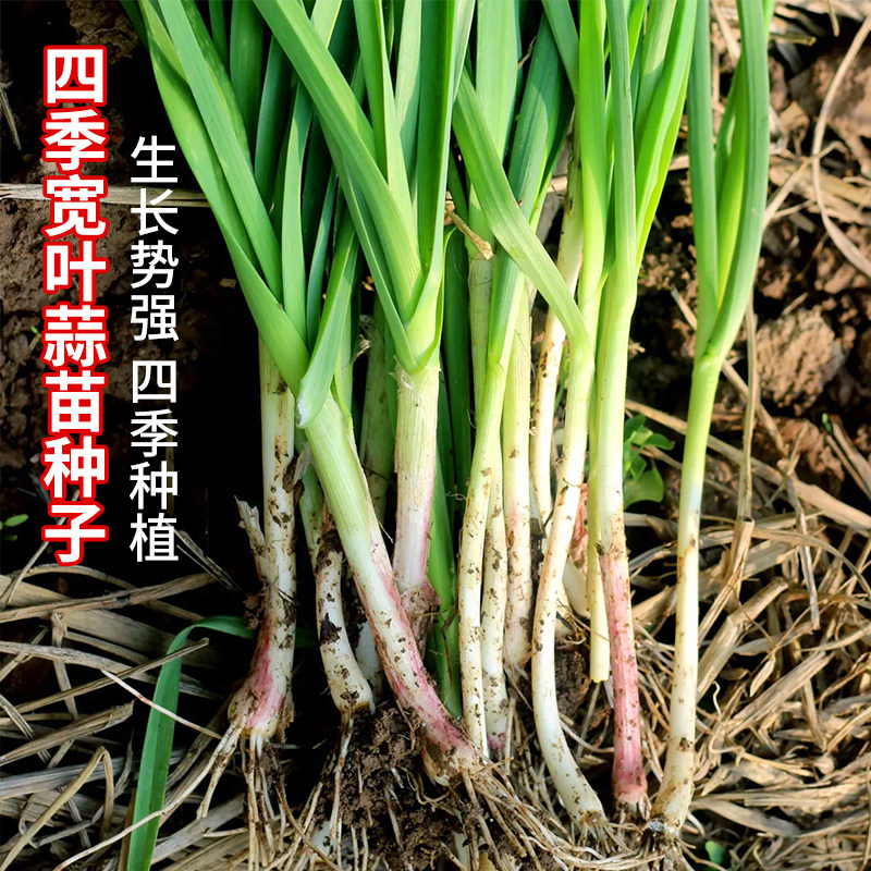 四季宽叶蒜苗种子一年四季三茬连续采收红皮蒜苗籽农家大田蔬菜籽