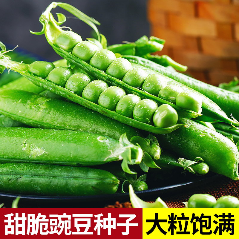 甜脆青豌豆种籽菜豌豆种子蔬菜种