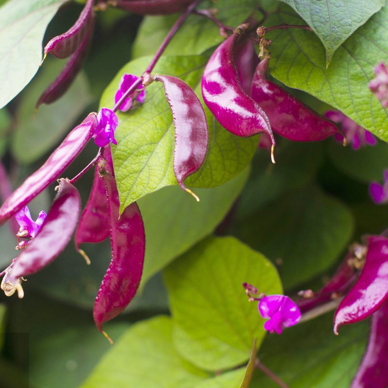 紫扁豆种子紫眉豆紫红色早熟豆种冬季春秋四季芸豆籽盆栽蔬菜种孑