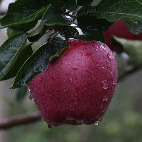 花牛苹果一果两吃脆甜粉糯皆宜