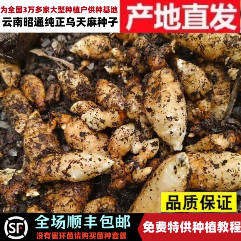 昭通乌天麻种零代天麻正宗天麻种子云南特产天麻种特级纯正乌天麻