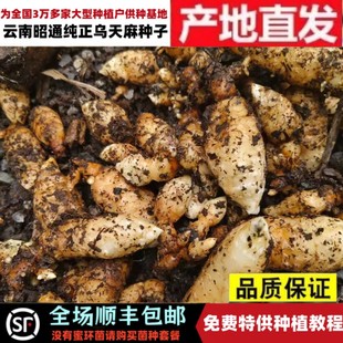 昭通乌天麻种零代天麻正宗天麻种子云南特产天麻种特级纯正乌天麻