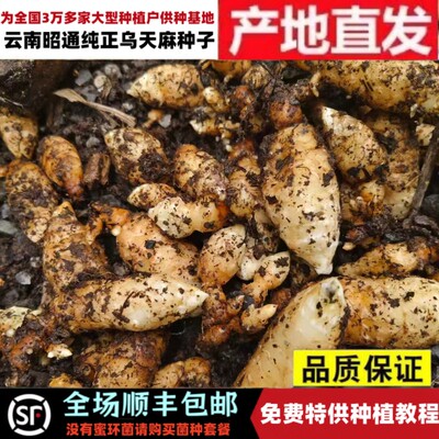 昭通乌天麻种零代天麻正宗天麻种子云南特产天麻种特级纯正乌天麻