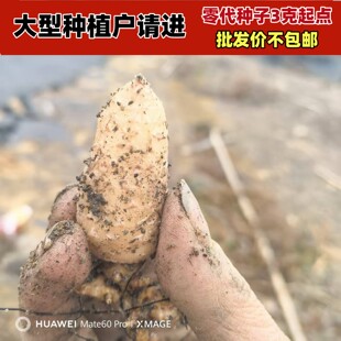 云南昭通乌天麻硕果纯正乌天麻种子天麻小草坝原产地直发特级种子