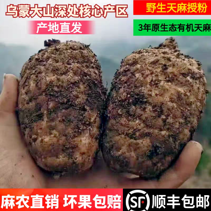 特级鲜天麻昭通产地直发野生天麻特级小草坝乌天麻云南特产滋补品