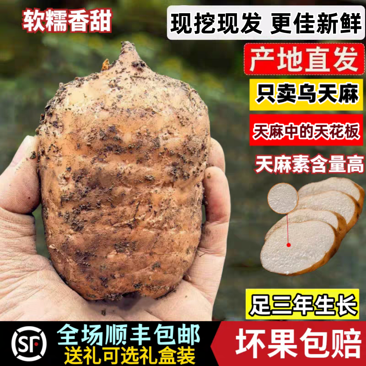 云南昭通小草坝新鲜天麻正宗乌天麻野生特级三年老天麻煲汤治头痛,传统滋补营养品,天麻,淘宝优惠券,粉丝福利购,淘宝优惠卷