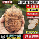 云南昭通小草坝新鲜天麻正宗乌天麻野生特级三年老天麻煲汤治头痛