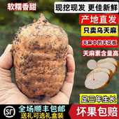 云南昭通小草坝新鲜天麻正宗乌天麻野生特级三年老天麻煲汤治头痛